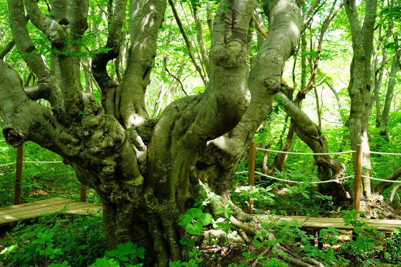 🌳 나카지마 고원과 사자코 습원 (나카지마다이 시시가하나 시츠겐)